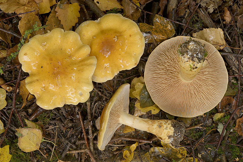 Cortinarius (subgenus Phlegmacium) triumphans